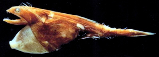 Illustration for article titled These Sea Creatures Are Clearly From Outer Space